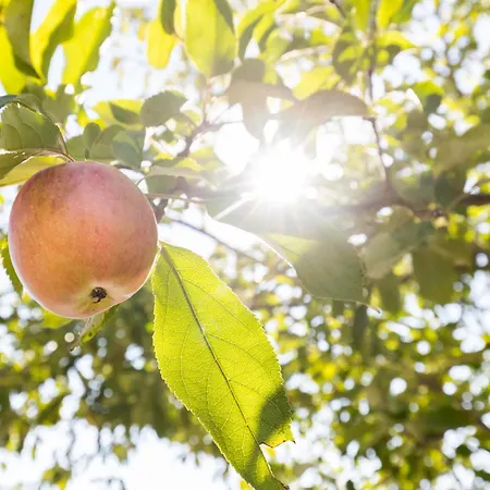 De Dal Heuvelland Dal 2 *