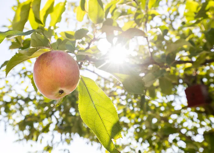 De Dal Heuvelland Dal 2 *